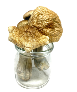 Buy Treasure Coast Magic Mushrooms Online